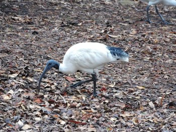 Australian White Ibis キングス・パーク・アンド・ボタニック・ガーデン Sun, 4/16/2023