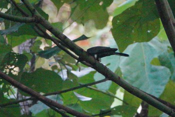 Square-tailed Drongo-Cuckoo Putrajaya Wetlands Park Sun, 3/12/2023