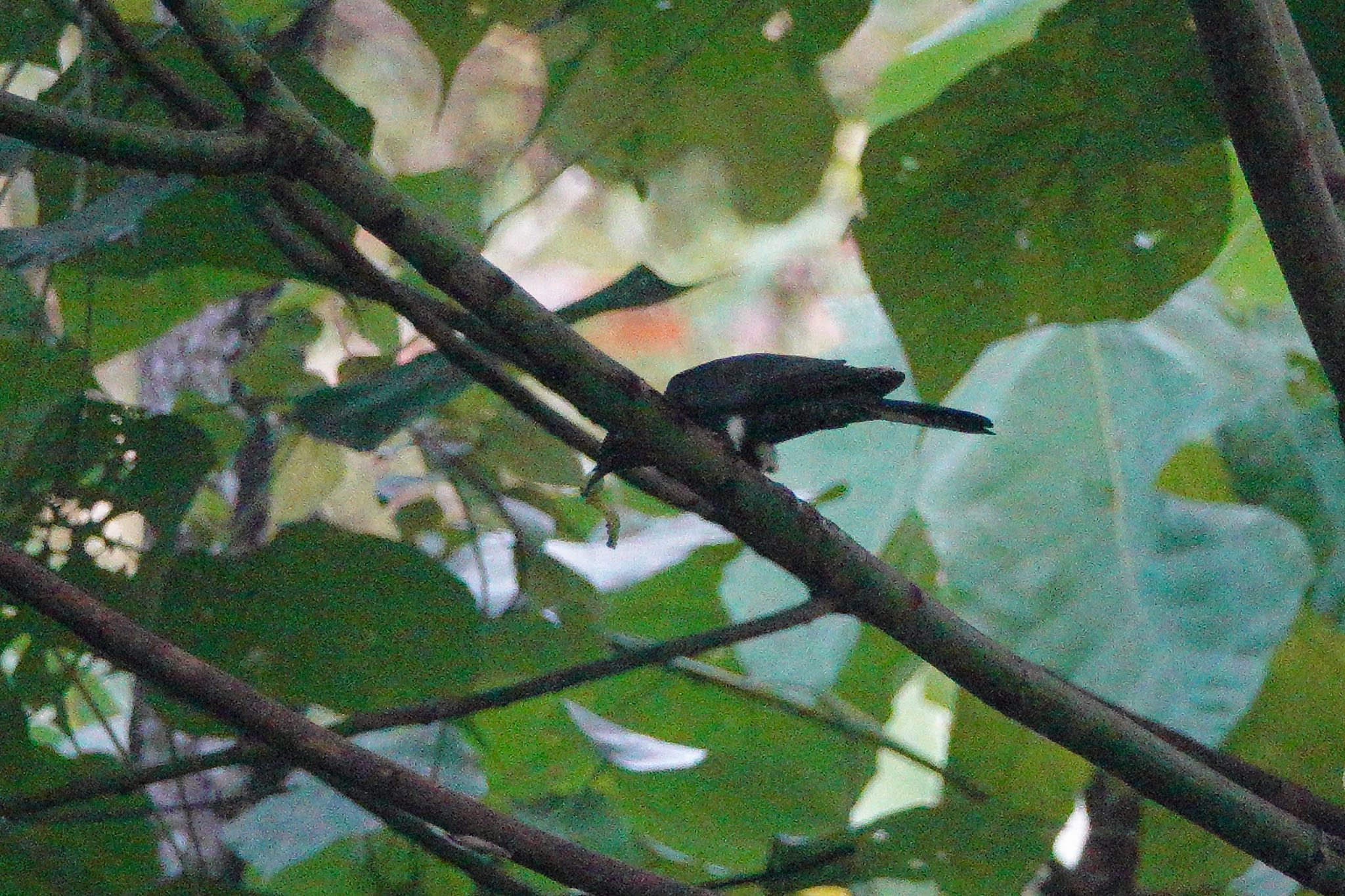 Photo of Square-tailed Drongo-Cuckoo at Putrajaya Wetlands Park by のどか