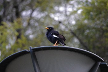 Javan Myna Putrajaya Wetlands Park Sun, 3/12/2023