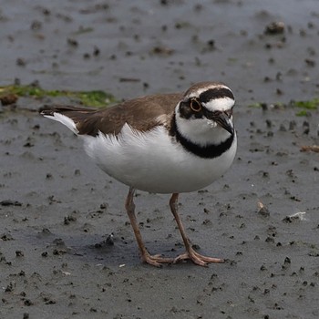 2023年4月29日(土) 東京港野鳥公園の野鳥観察記録