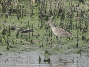 ホウロクシギ 大阪南港野鳥園 2023年4月30日(日)