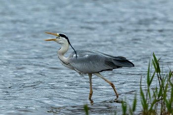 Grey Heron 涸沼 Sun, 4/30/2023