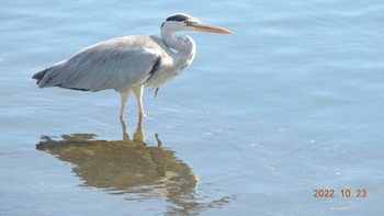 Grey Heron Kasai Rinkai Park Sun, 10/23/2022