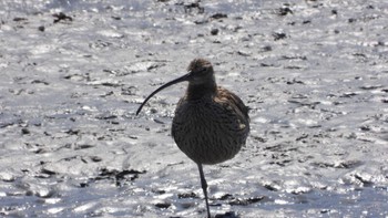 ホウロクシギ 葛西臨海公園 2023年4月9日(日)