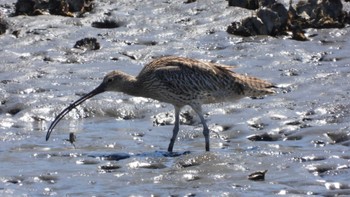 ホウロクシギ 葛西臨海公園 2023年4月9日(日)