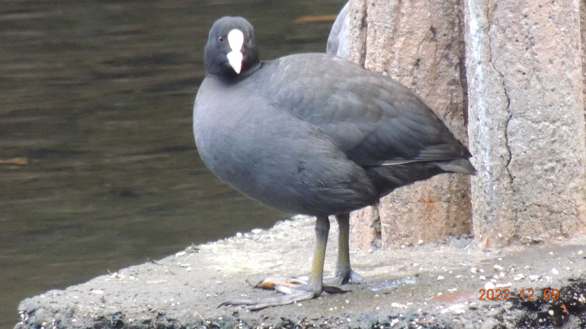 Photo of Eurasian Coot at  by チョコレート