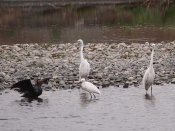 Great Egret 酒匂川河口 Sat, 4/22/2023