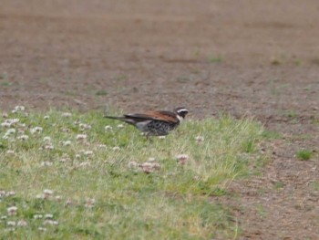 Dusky Thrush 酒匂川河口 Sat, 4/22/2023