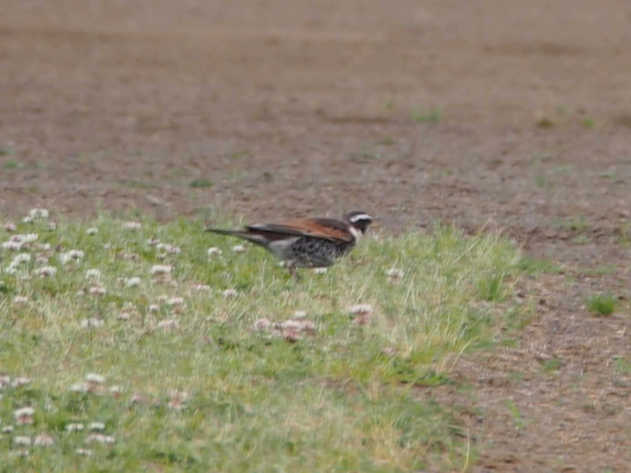 Dusky Thrush