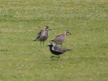 Pacific Golden Plover 酒匂川河口 Sat, 4/22/2023