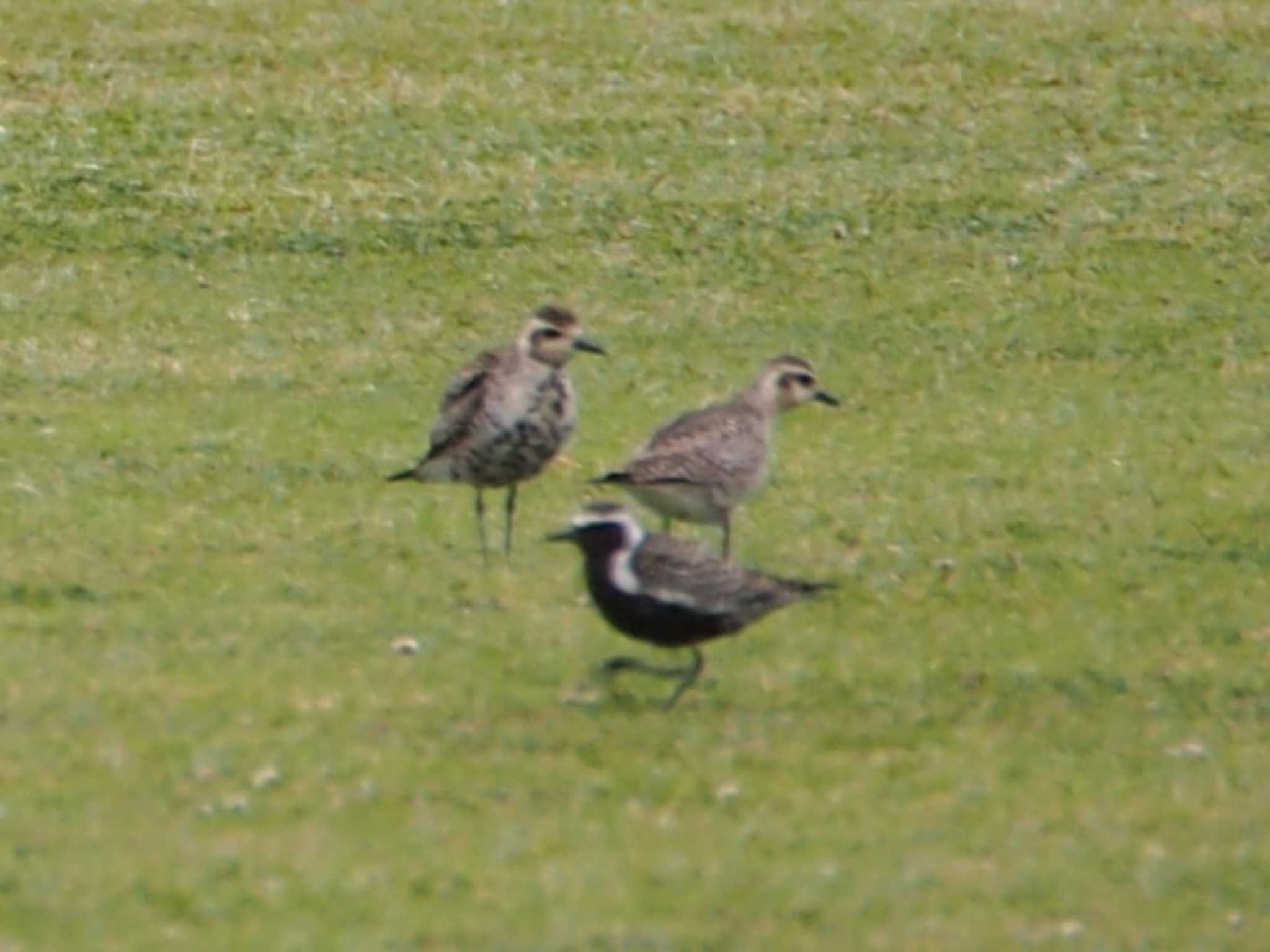 Pacific Golden Plover