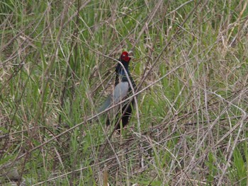 Sat, 4/22/2023 Birding report at 酒匂川河口