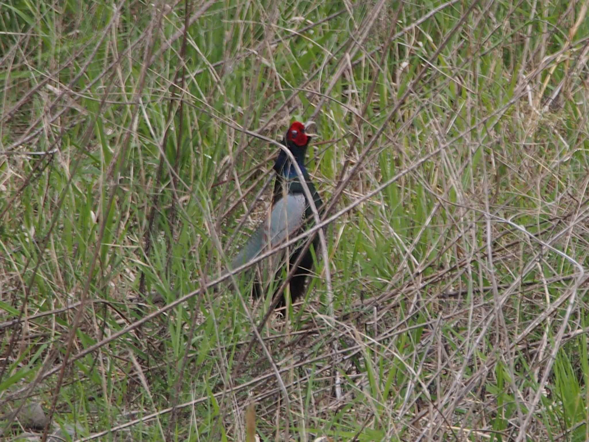 Green Pheasant