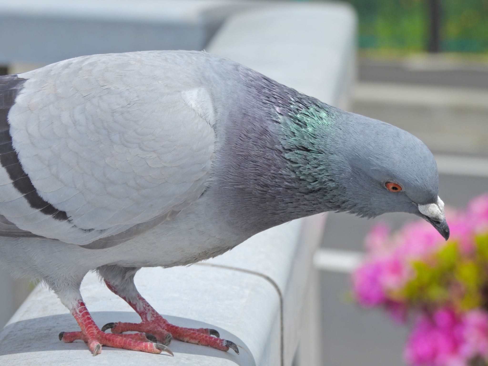 カワラバト