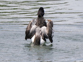 2023年4月23日(日) 谷津干潟の野鳥観察記録