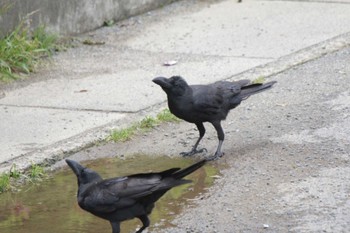 Large-billed Crow 高槻 Sun, 4/30/2023