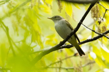 Eastern Crowned Warbler 朽木いきものふれあいの里 Sat, 4/29/2023