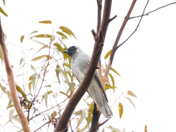 Black-faced Cuckooshrike キングス・パーク・アンド・ボタニック・ガーデン Sun, 4/16/2023