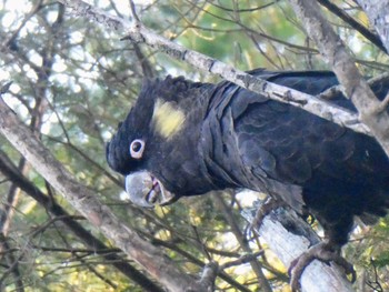 キイロオクロオウム Westbourne Woods, Canberra, ACT, Australia 2023年4月15日(土)