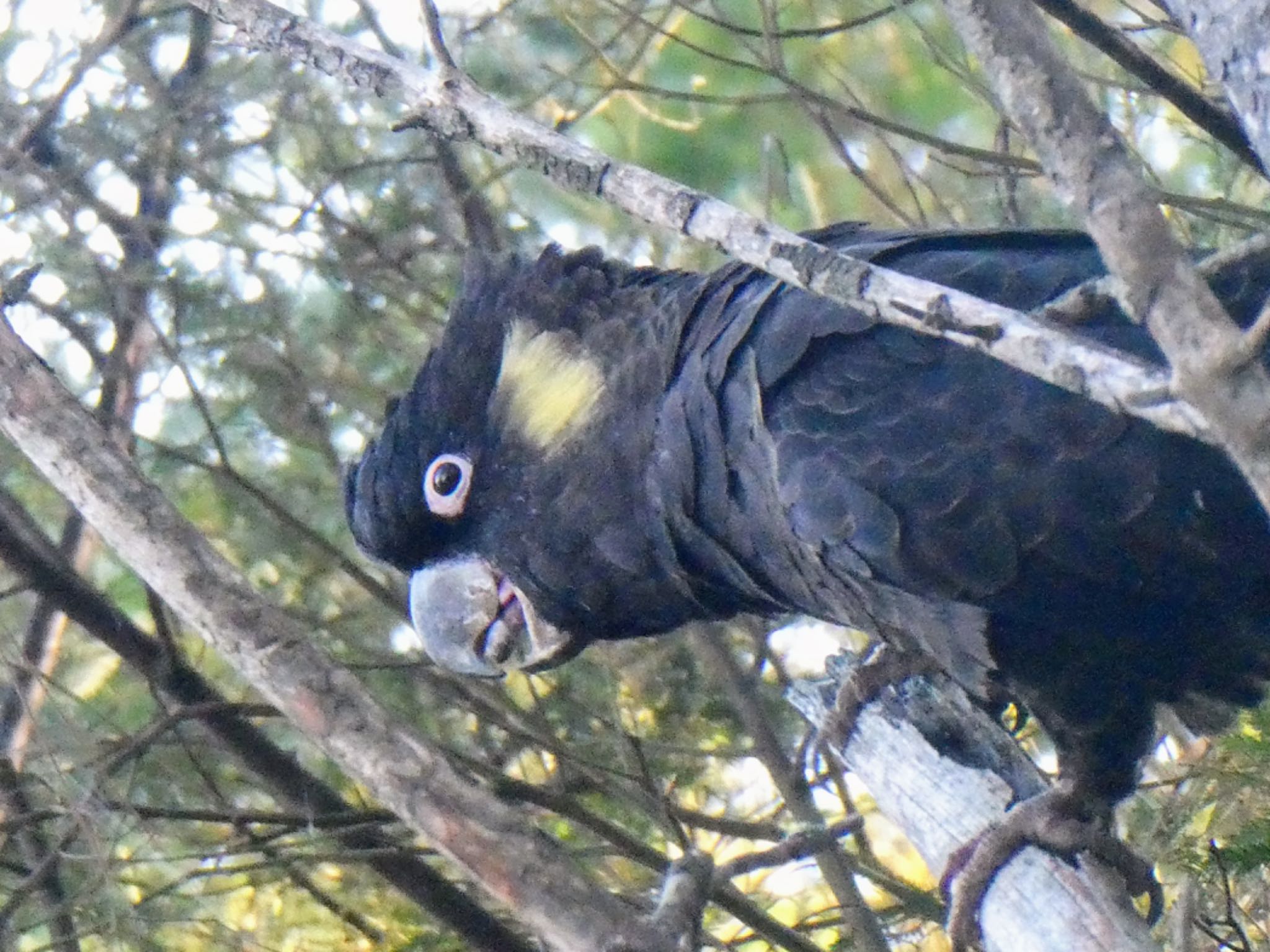 Westbourne Woods, Canberra, ACT, Australia キイロオクロオウムの写真 by Maki