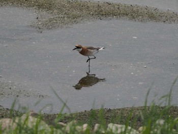 メダイチドリ 大阪南港野鳥園 2023年4月30日(日)