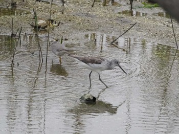 アオアシシギ 大阪南港野鳥園 2023年4月30日(日)