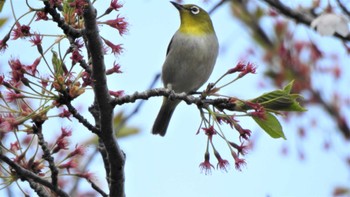 2023年4月23日(日) 南部山健康運動公園(青森県八戸市)の野鳥観察記録