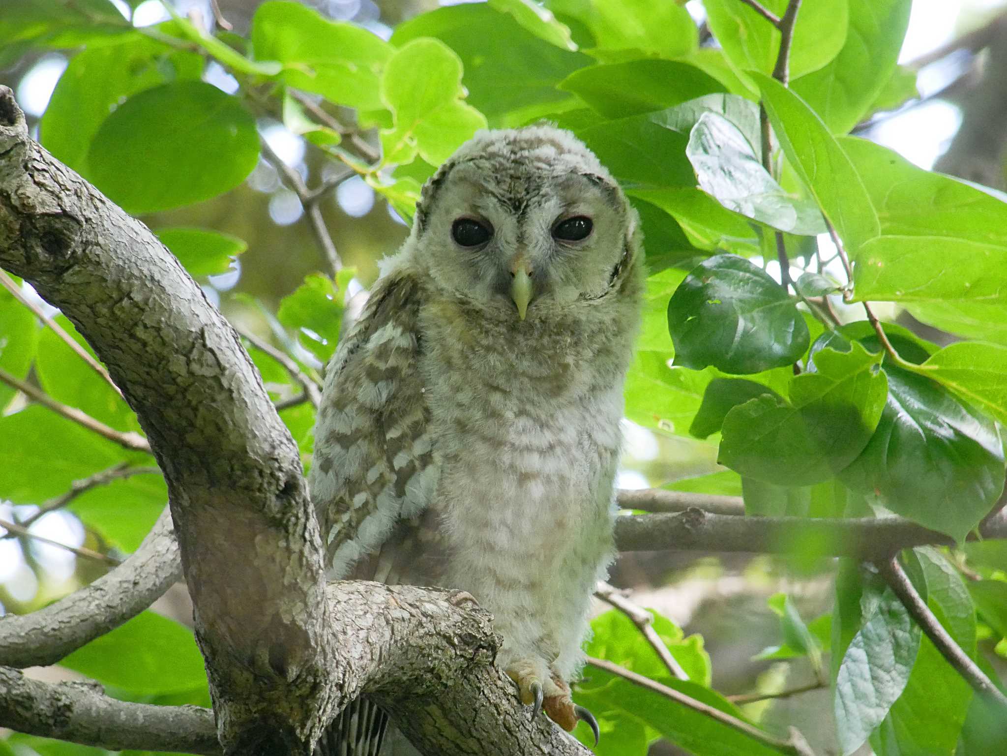 佐倉 フクロウの写真 by のりさん