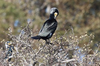 カワウ 明石公園 2023年3月5日(日)