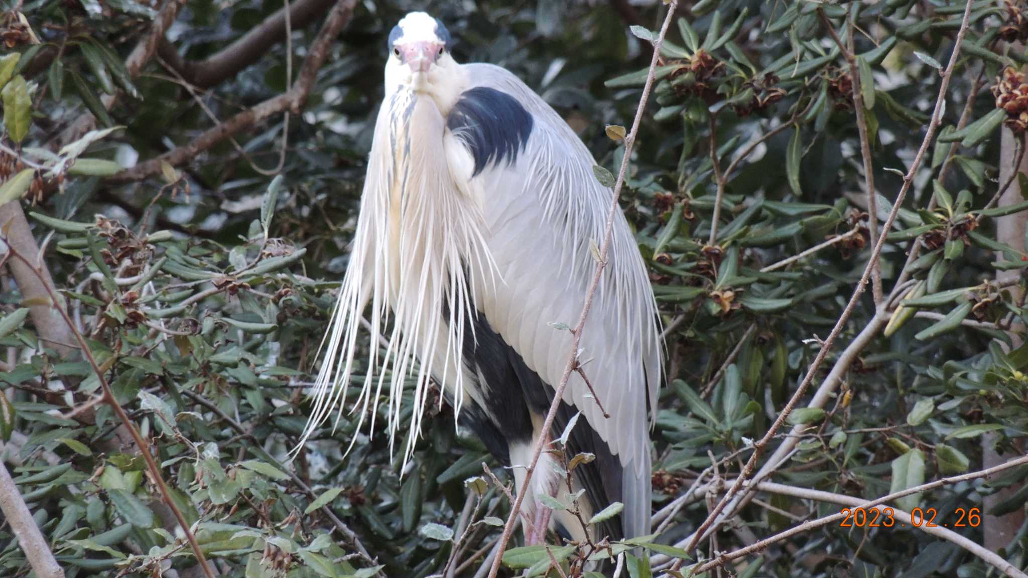 Photo of Grey Heron at 仙台堀川公園(江東区) by チョコレート