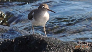 Common Sandpiper Unknown Spots Thu, 11/24/2022