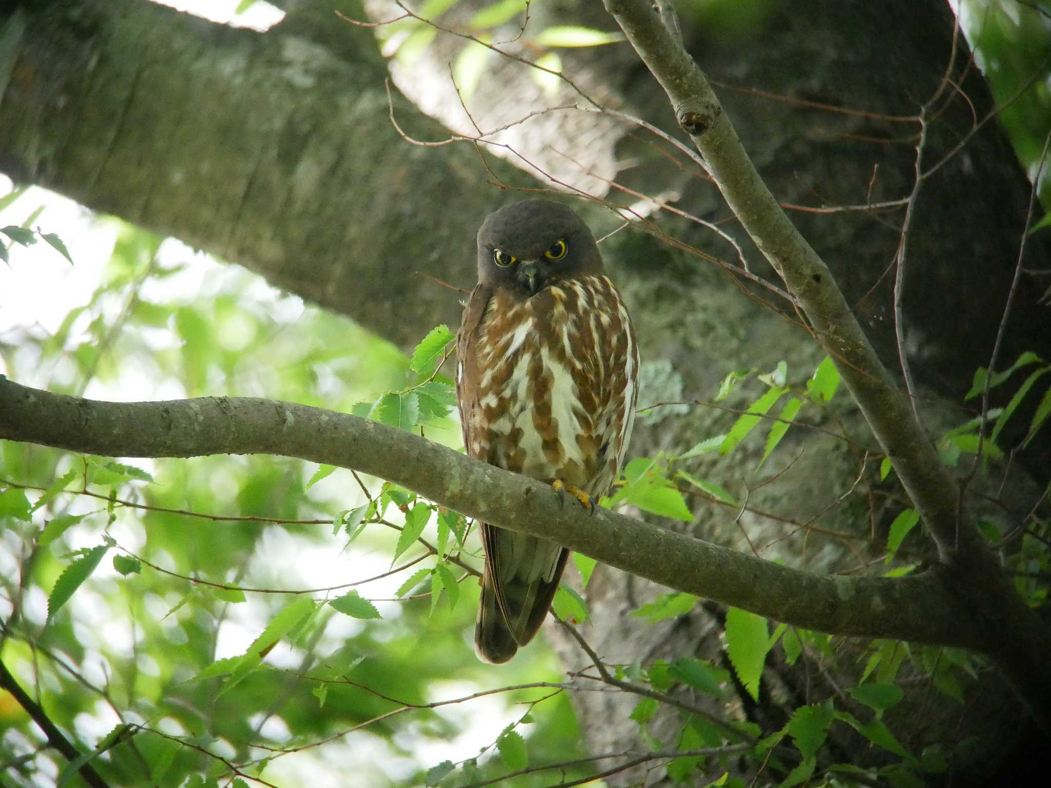 佐倉 アオバズクの写真 by のりさん