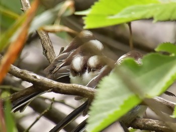 エナガ 境御嶽山自然の森公園 2023年4月24日(月)