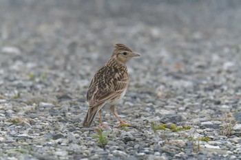 Sun, 6/10/2018 Birding report at JR寺庄駅付近