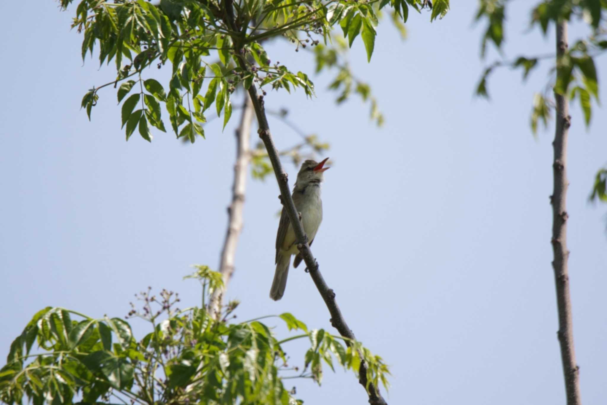 Oriental Reed Warbler