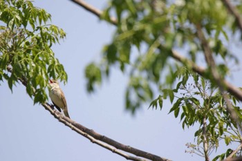 Oriental Reed Warbler 津之江公園 Mon, 5/1/2023