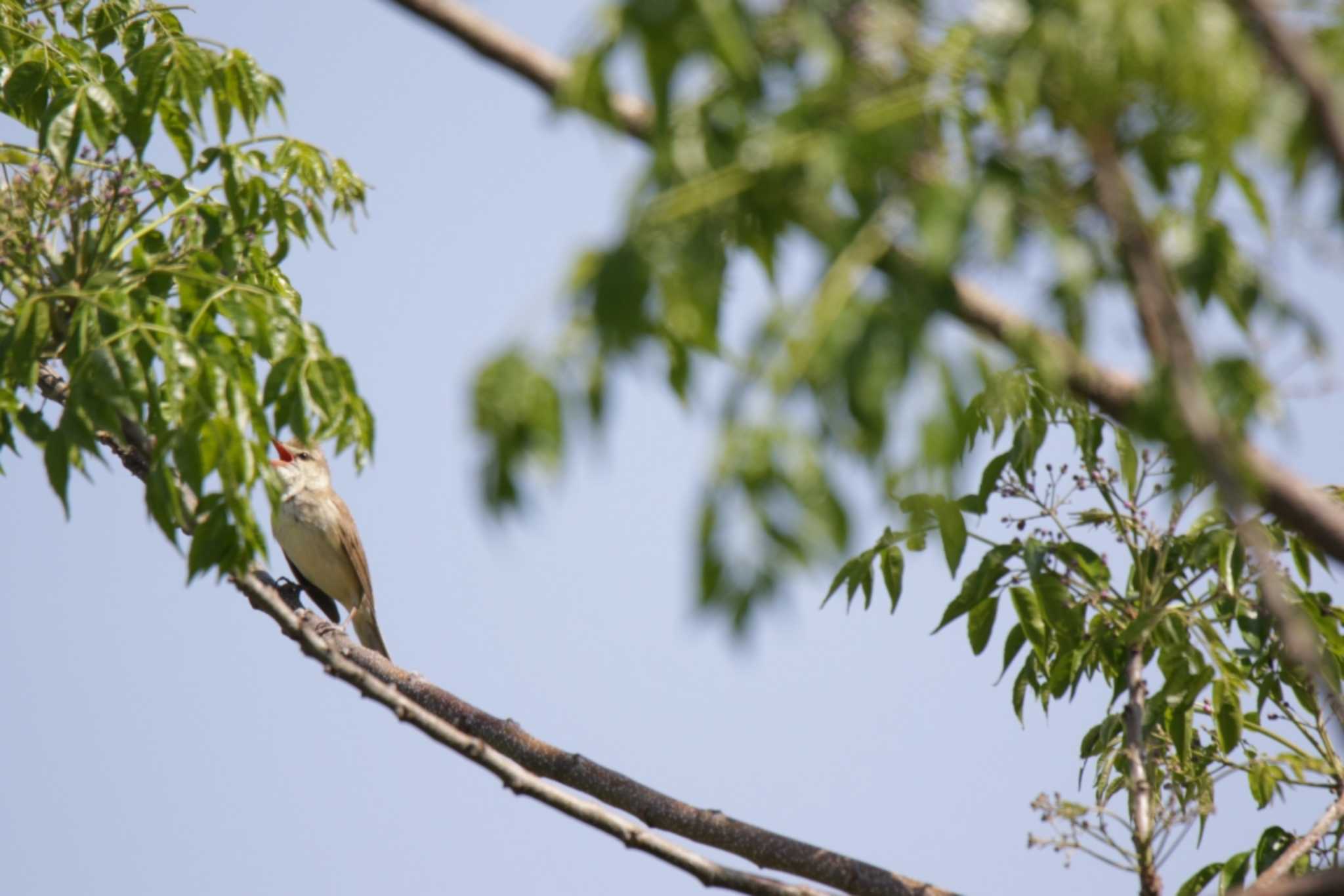 Photo of Oriental Reed Warbler at 津之江公園 by KAZUSAN