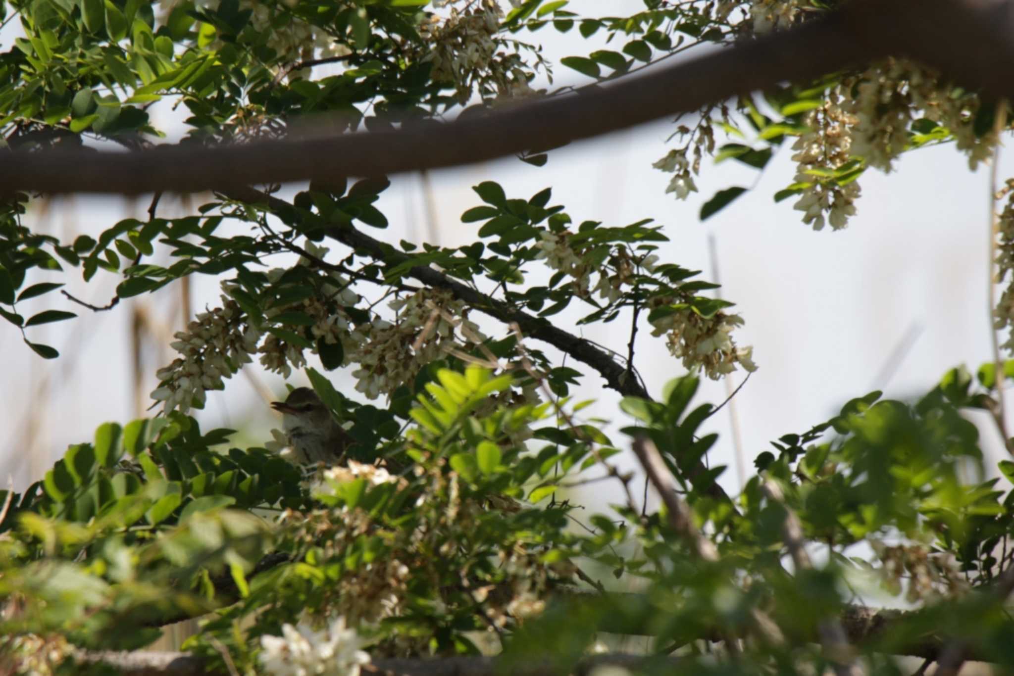 Photo of Oriental Reed Warbler at 津之江公園 by KAZUSAN