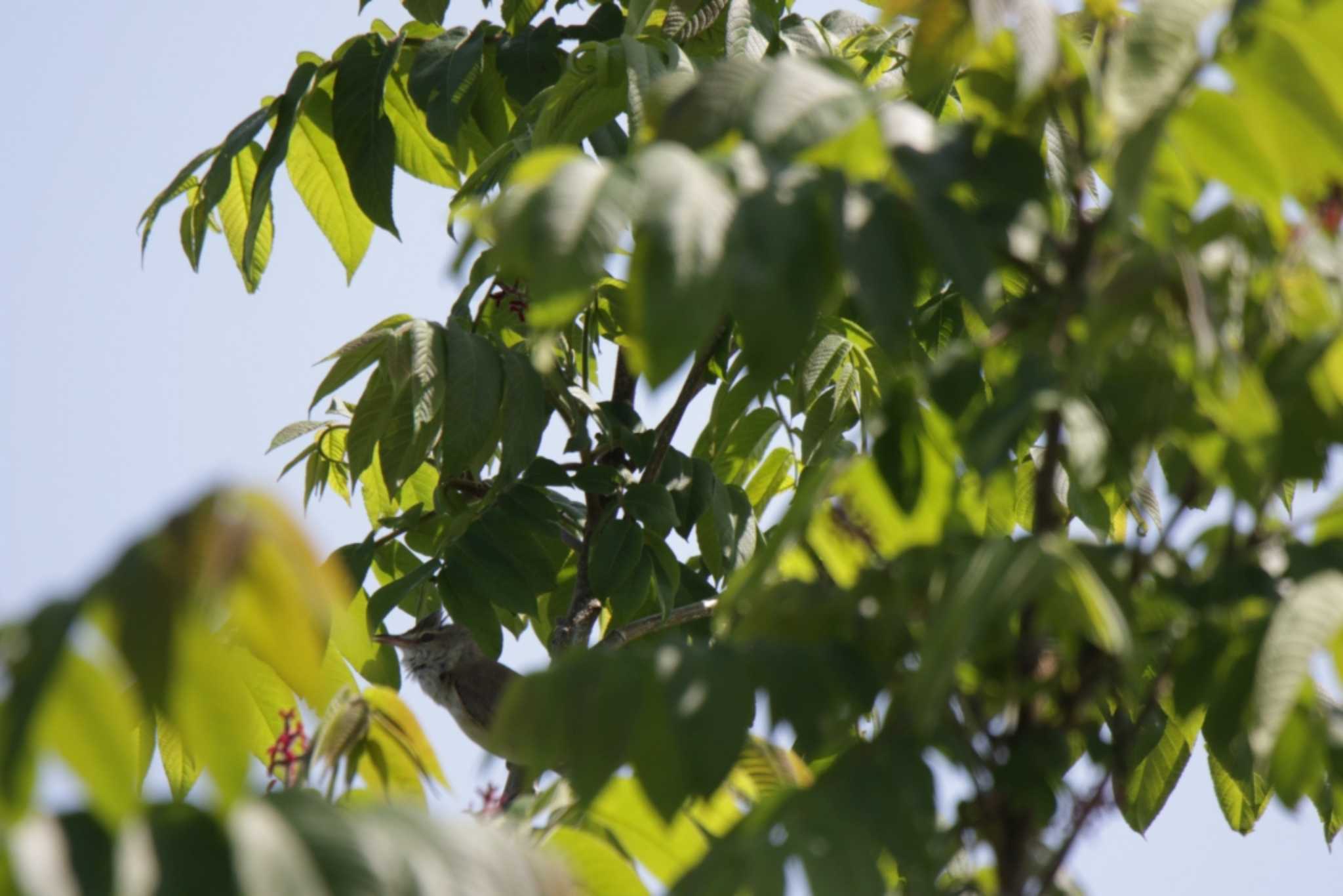 Photo of Oriental Reed Warbler at 津之江公園 by KAZUSAN