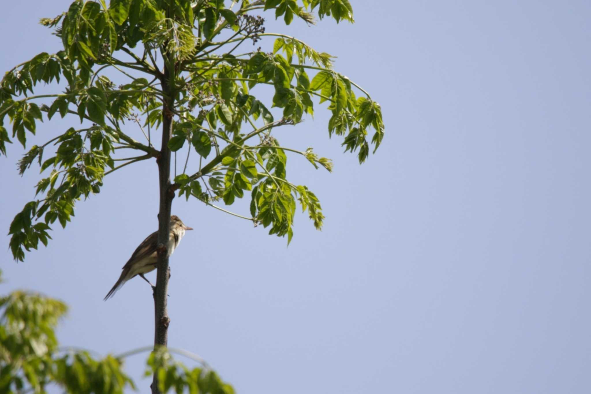 Oriental Reed Warbler