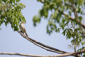 Oriental Reed Warbler 津之江公園 Mon, 5/1/2023