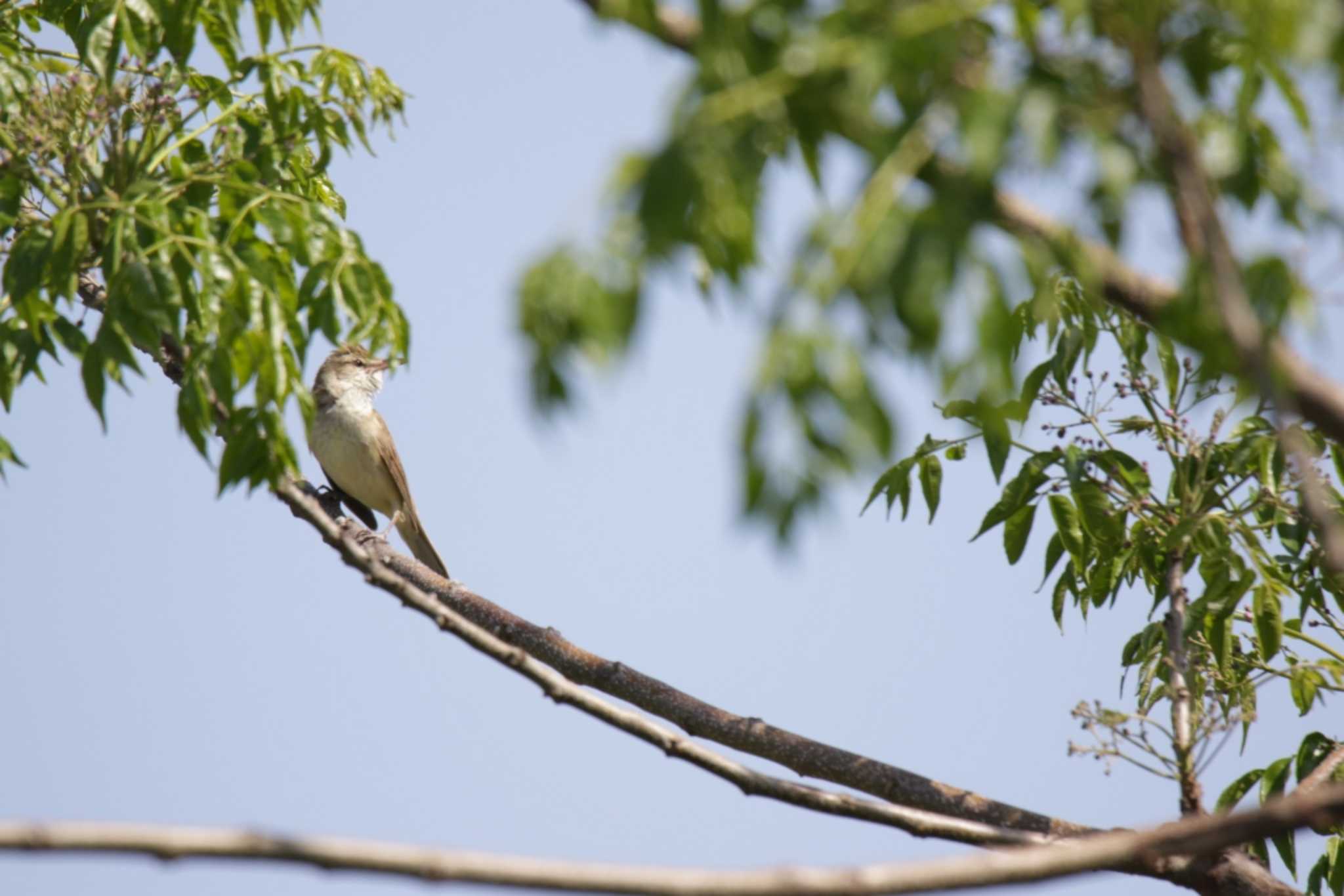 Photo of Oriental Reed Warbler at 津之江公園 by KAZUSAN