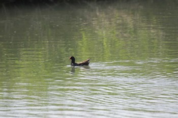 Common Moorhen 津之江公園 Mon, 5/1/2023