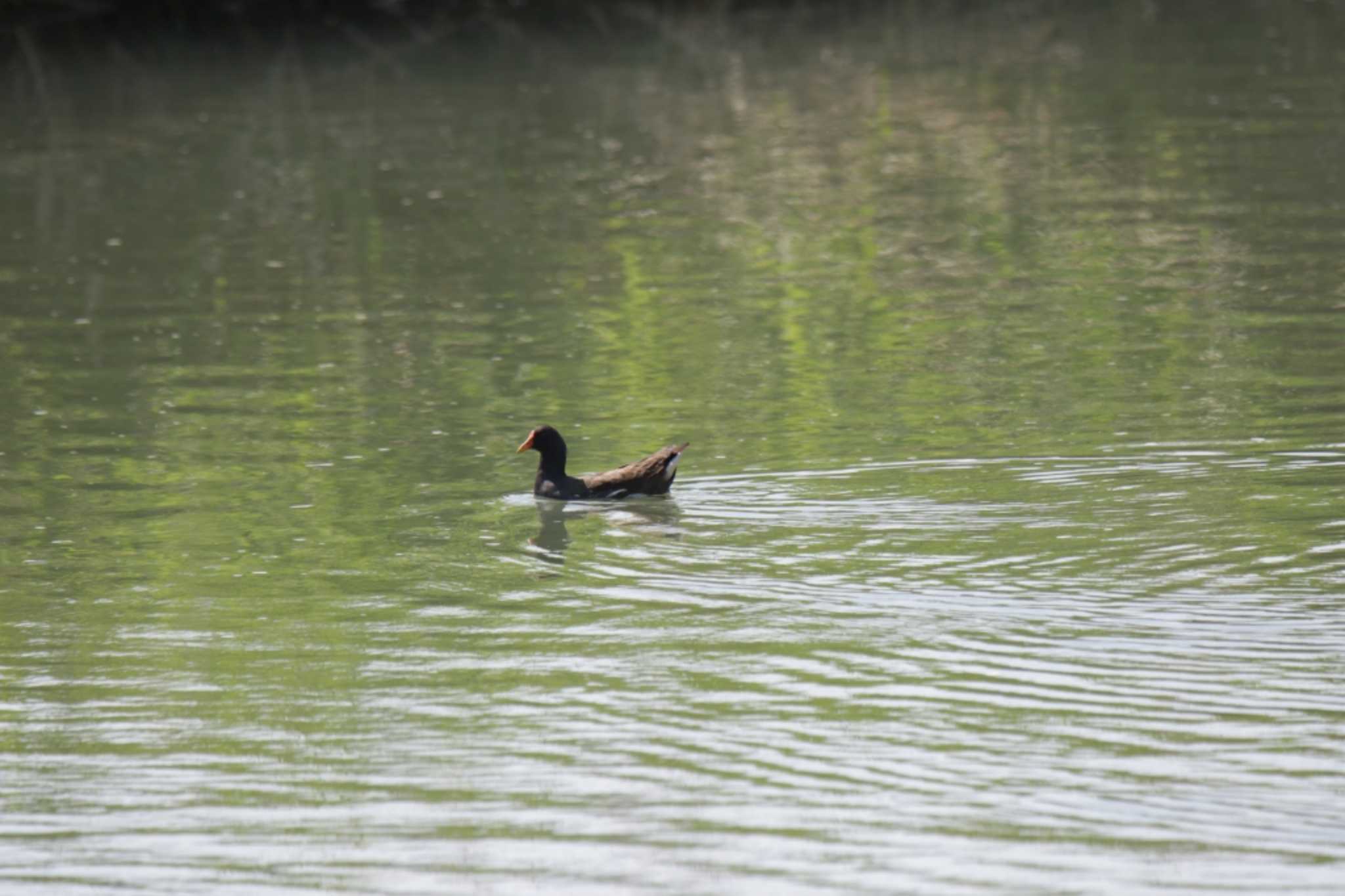 Photo of Common Moorhen at 津之江公園 by KAZUSAN