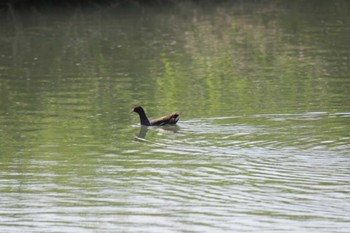 Common Moorhen 津之江公園 Mon, 5/1/2023