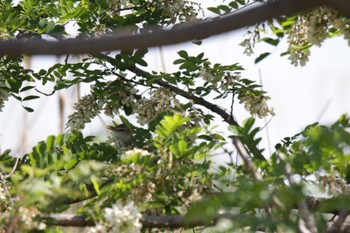 Oriental Reed Warbler 津之江公園 Mon, 5/1/2023