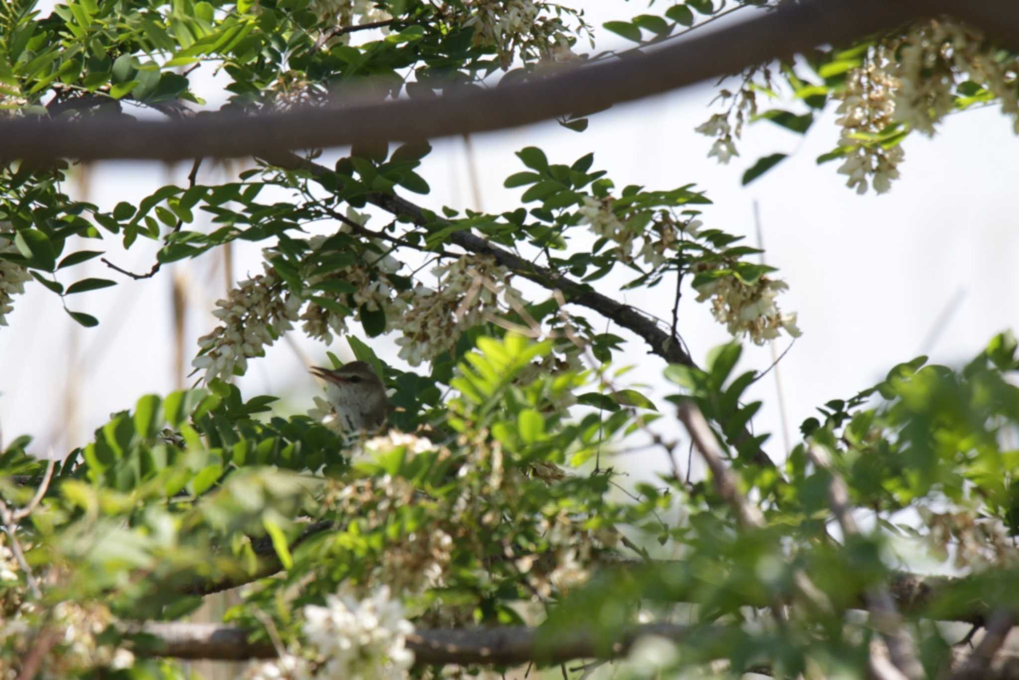 Photo of Oriental Reed Warbler at 津之江公園 by KAZUSAN