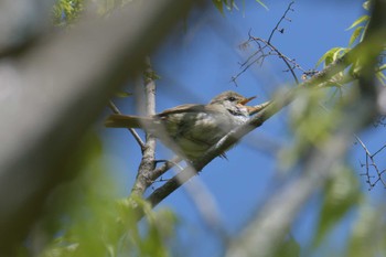 Japanese Bush Warbler 滋賀県甲賀市甲南町創造の森 Mon, 5/1/2023