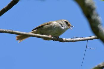 Japanese Bush Warbler 滋賀県甲賀市甲南町創造の森 Mon, 5/1/2023